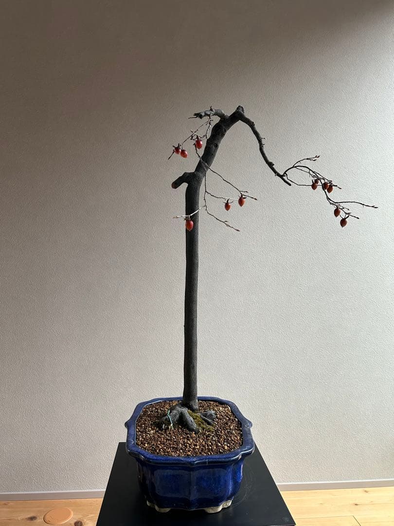 老爺柿　ロウヤガキ　盆栽　小実