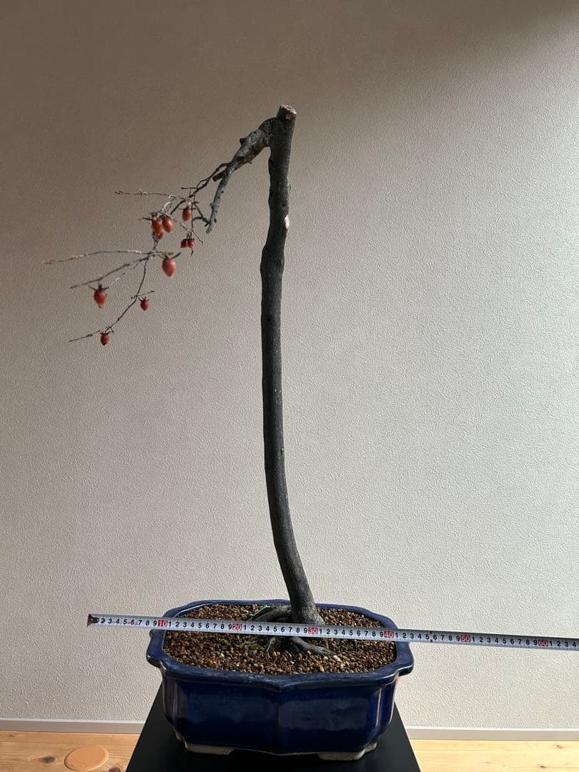 老爺柿　ロウヤガキ　盆栽　小実