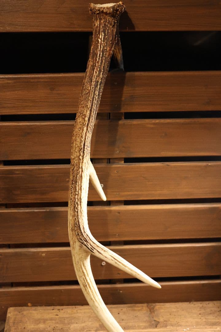 自然な鹿の角 約60cm