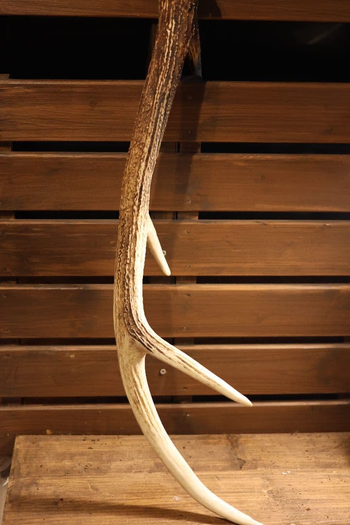自然な鹿の角 約60cm