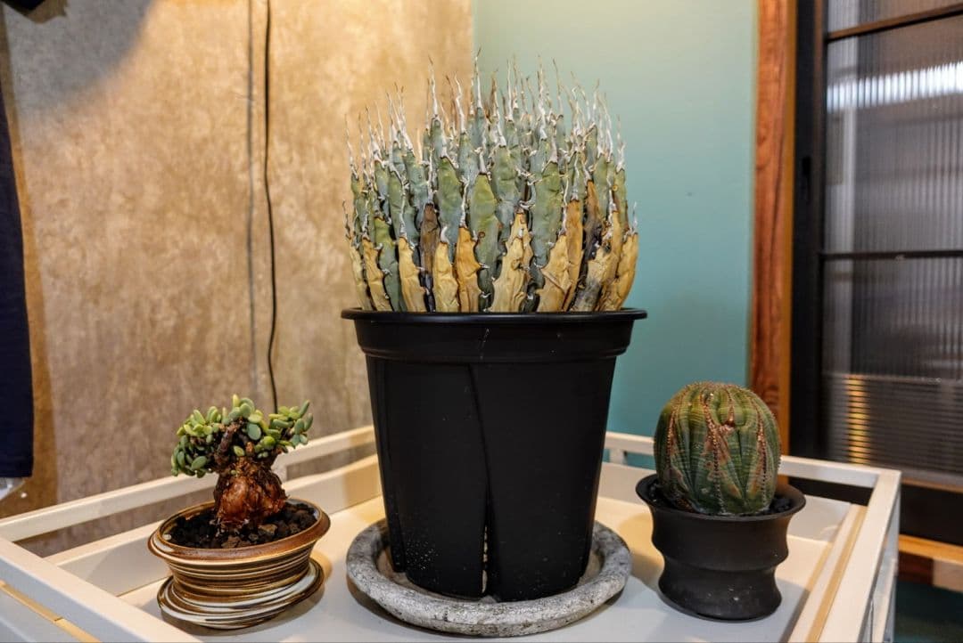 K*G様 【7号XXXLサイズ】発根屋史上最大級・最高の