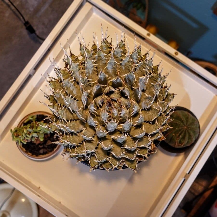 K*G様 【7号XXXLサイズ】発根屋史上最大級・最高の