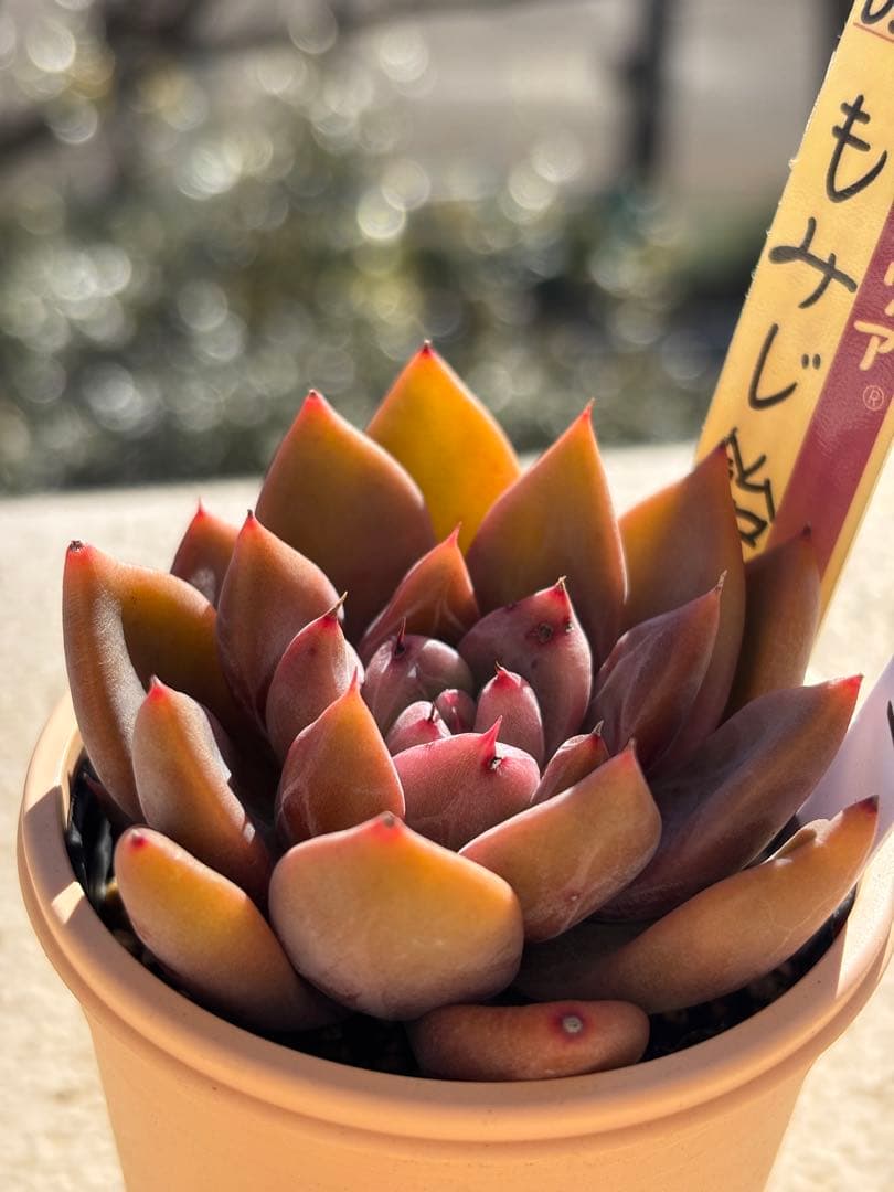 多肉　もみじ飴② 札付き　ミックスベリア　おらいさん苗　検) 青札　ざわわ