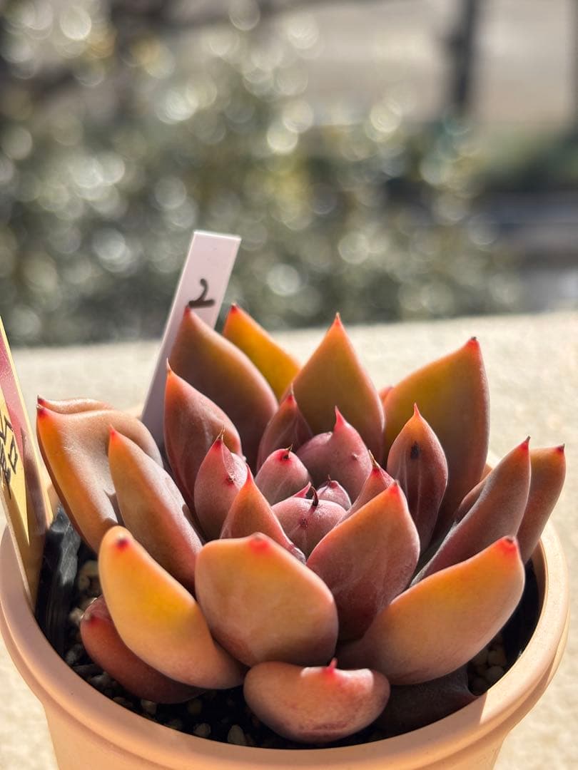 多肉　もみじ飴② 札付き　ミックスベリア　おらいさん苗　検) 青札　ざわわ