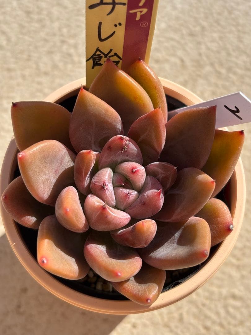 多肉　もみじ飴② 札付き　ミックスベリア　おらいさん苗　検) 青札　ざわわ