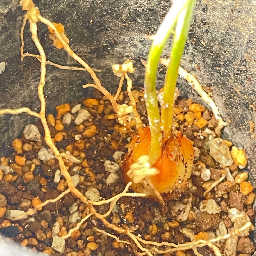 塊根植物】サイカスカイルンシアナ 国内実生 ソテツ⑩ - メルカリ