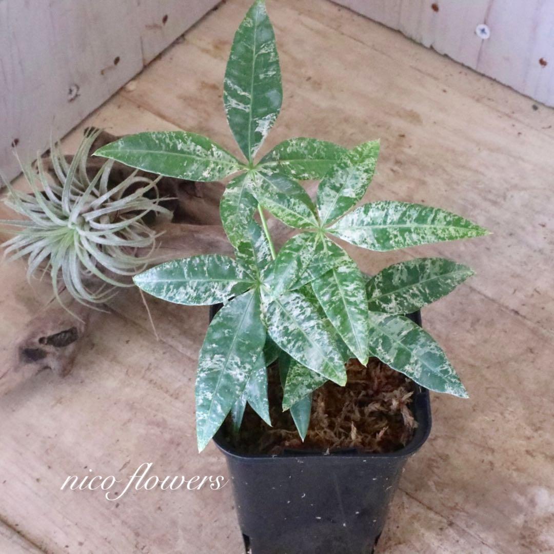 実生苗♡斑入り♡パキラ♡ミルキーウェイ♡希少♡