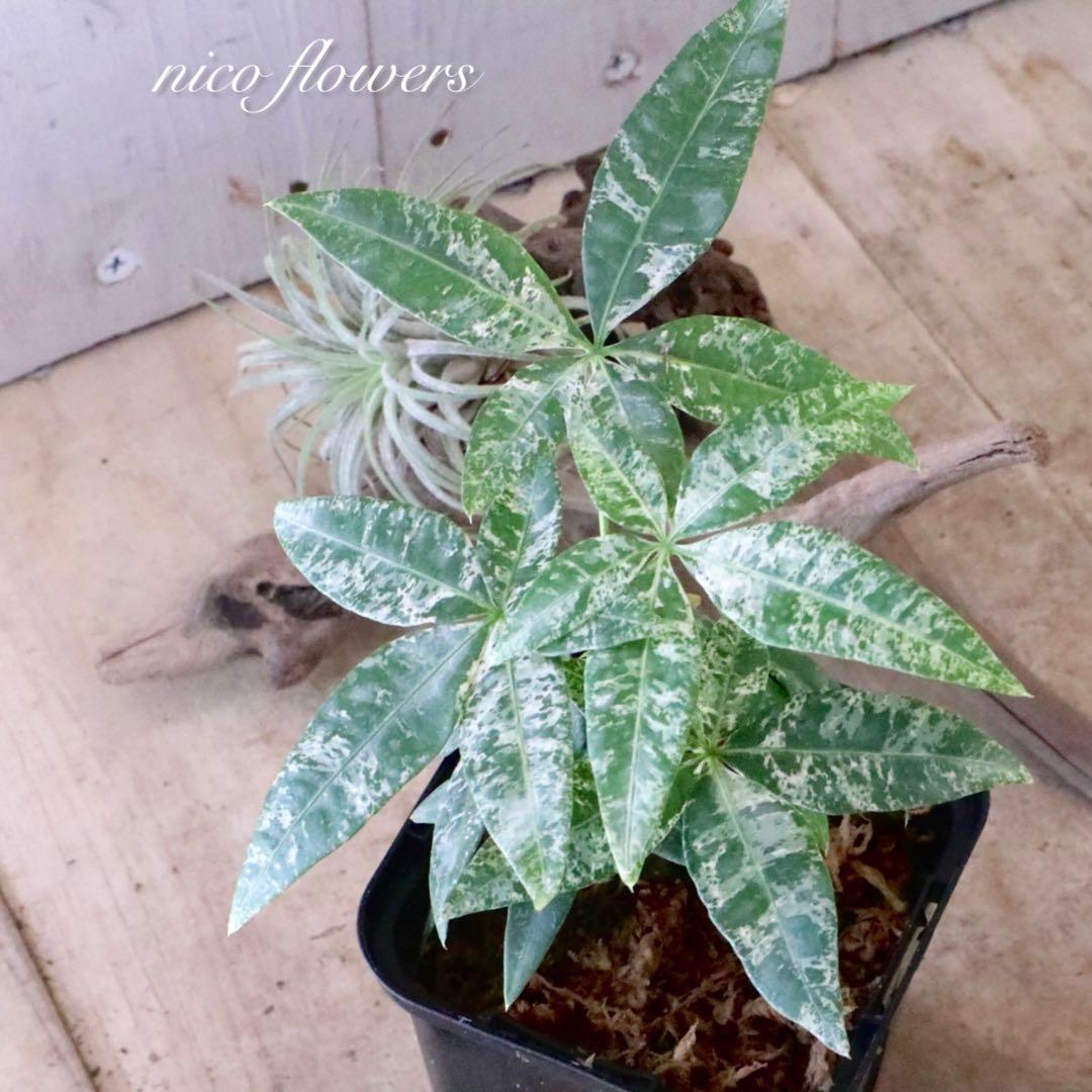 実生苗♡斑入り♡パキラ♡ミルキーウェイ♡希少♡