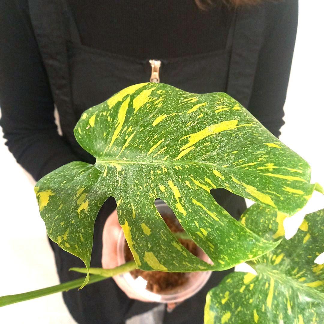 超絶希少 モンステラ デリシオーサ エレクトロライト