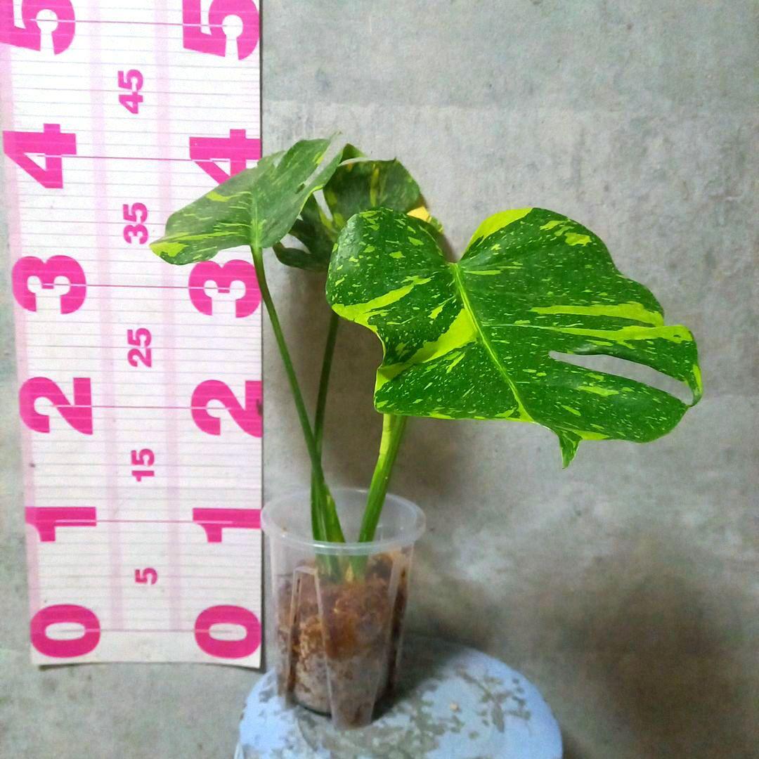 超絶希少 モンステラ デリシオーサ エレクトロライト