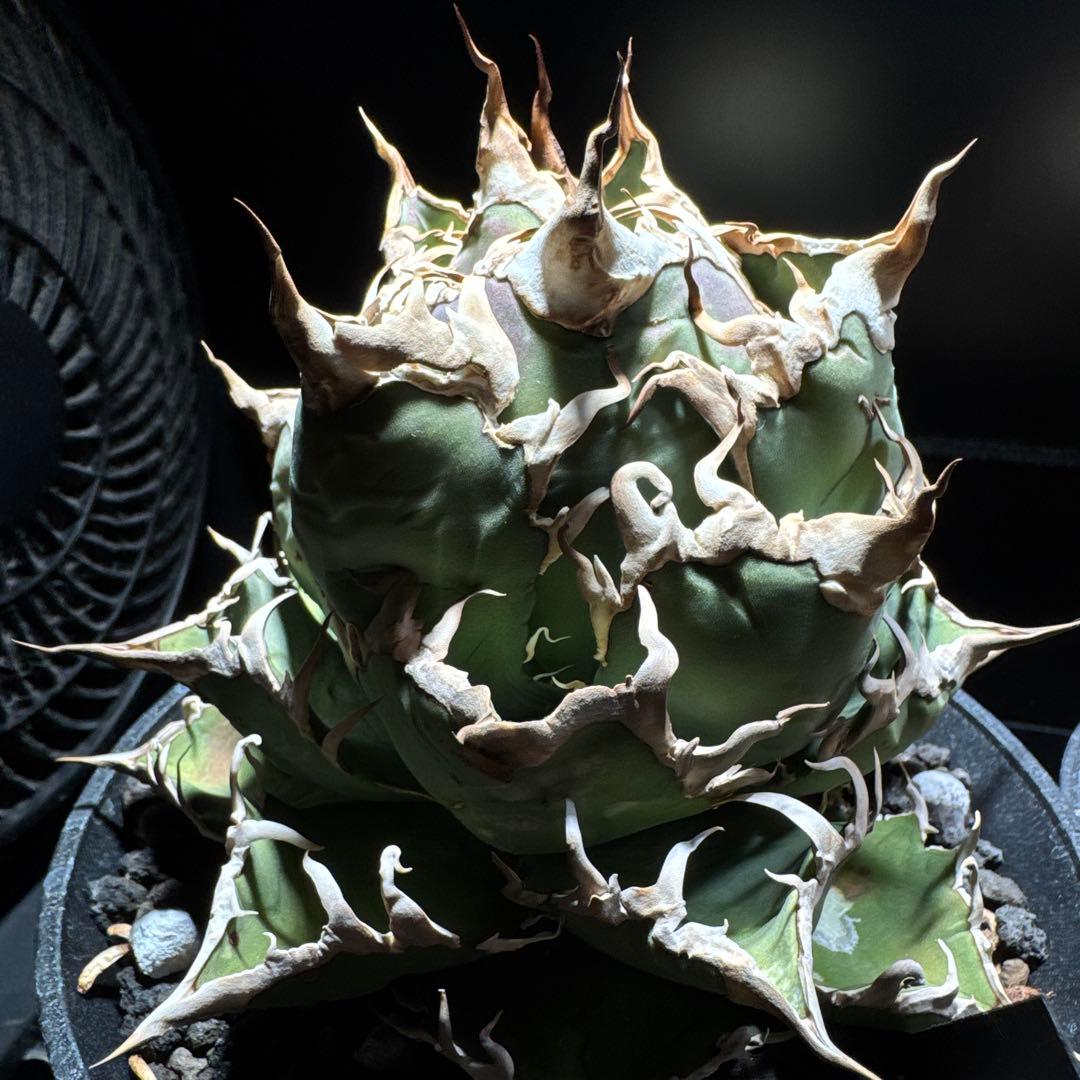 アガベ チタノタ シチリア TC カクタス330 オテロイ シーザー ハデス