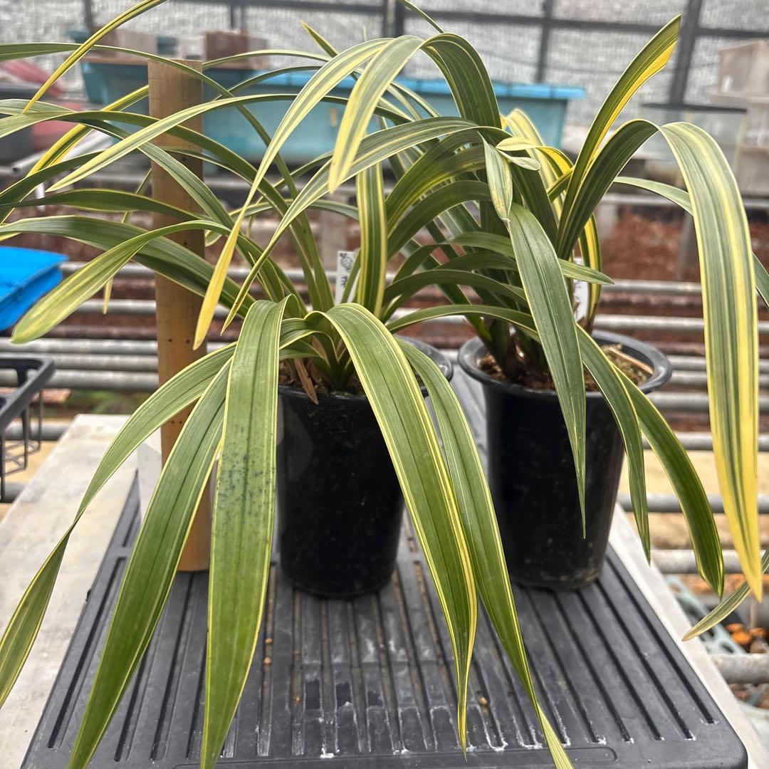 キンリョウヘン原種　2鉢セット　花芽計6付