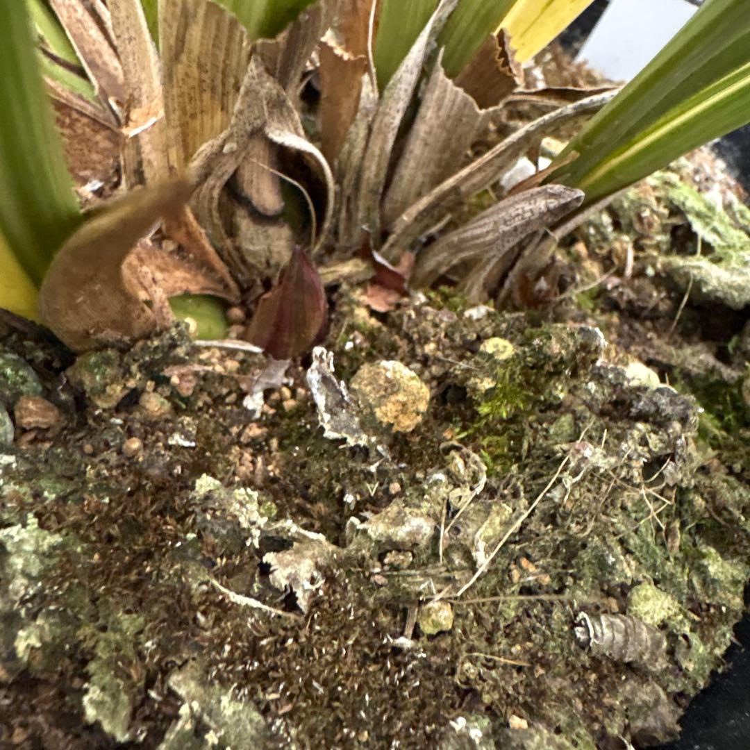 キンリョウヘン原種　2鉢セット　花芽計6付