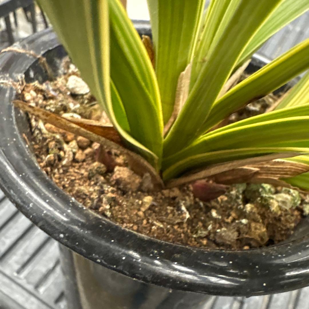 キンリョウヘン原種　2鉢セット　花芽計6付