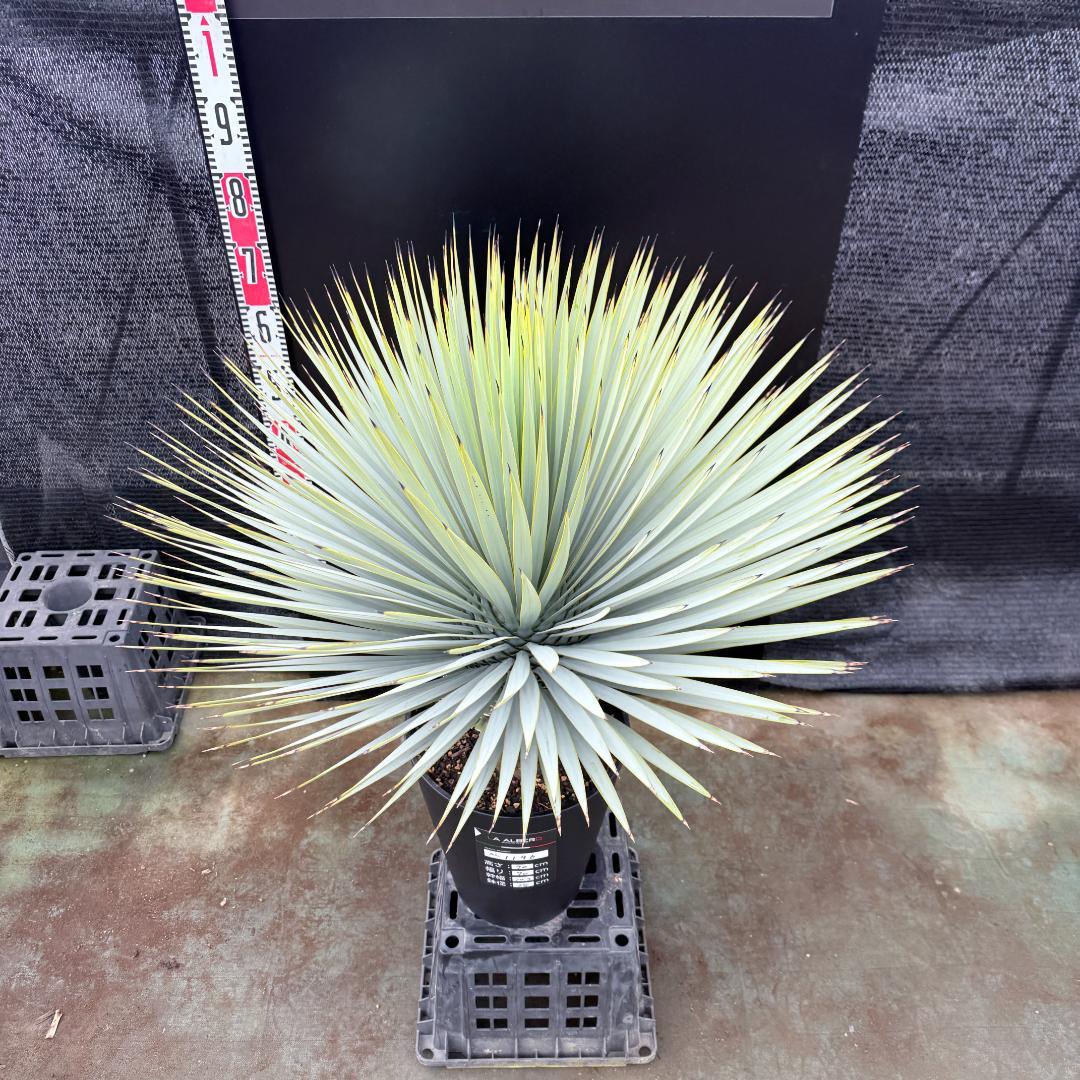 AL1196】ユッカ ロストラータ 超シルバー 超超美形 葉数多 - メルカリ