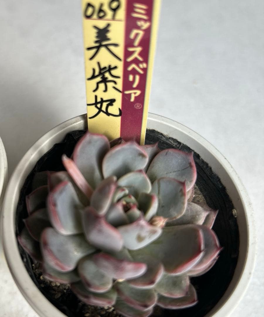 おらいさん苗　美紫紀　イーゲルコット