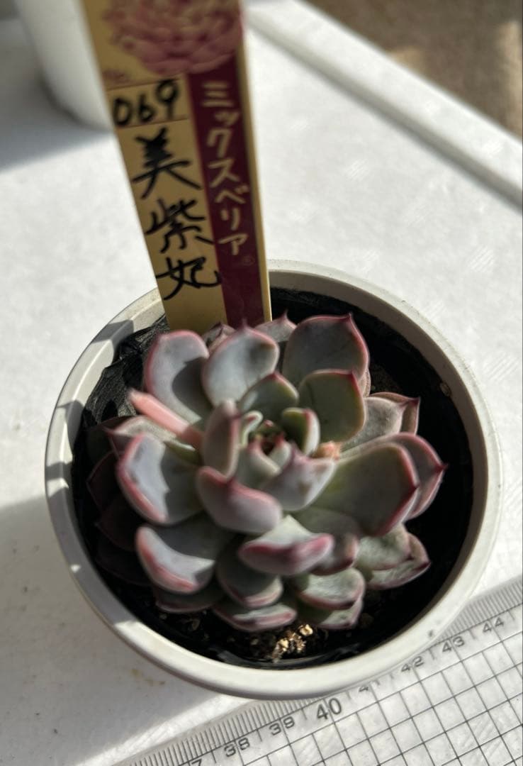 おらいさん苗　美紫紀　イーゲルコット