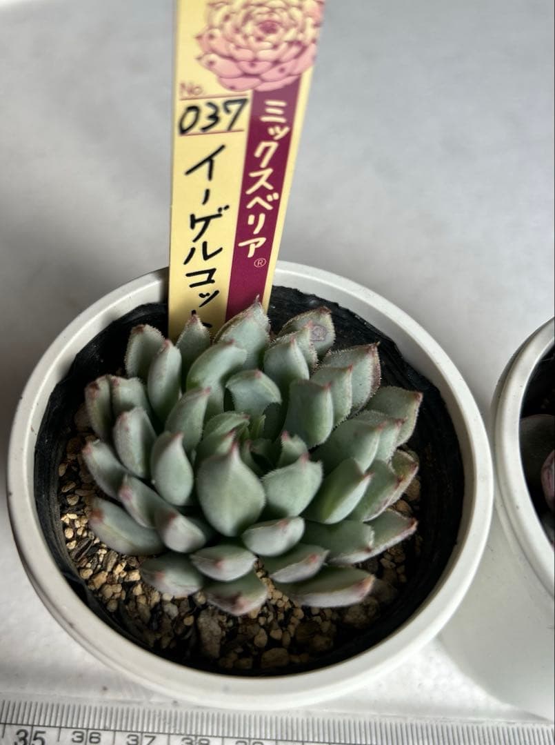 おらいさん苗　美紫紀　イーゲルコット