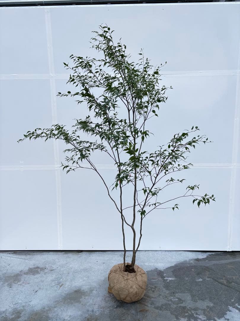 美しい樹形が魅力的 山採り ハイノキ 株立 712 樹高1.8m位 高級樹