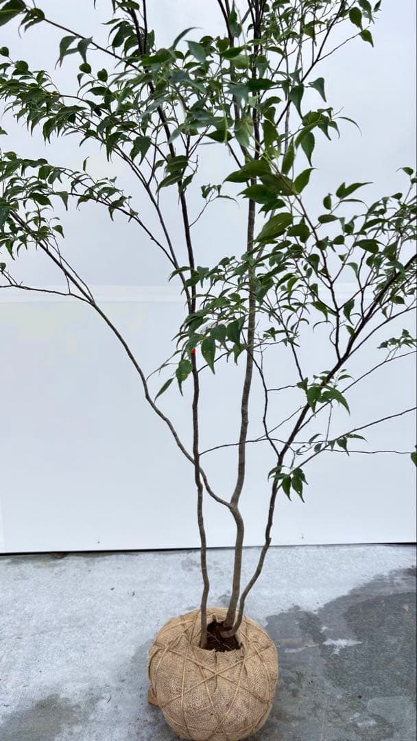 美しい樹形が魅力的 山採り ハイノキ 株立 712 樹高1.8m位 高級樹