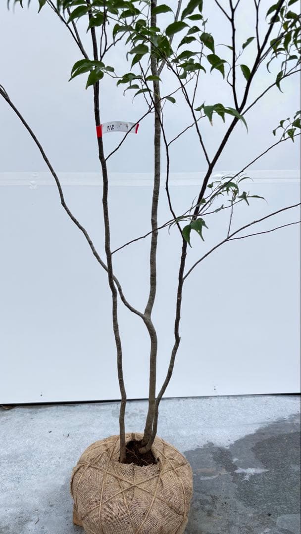 美しい樹形が魅力的 山採り ハイノキ 株立 712 樹高1.8m位 高級樹