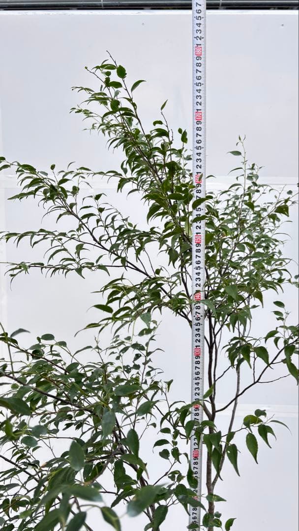 美しい樹形が魅力的 山採り ハイノキ 株立 712 樹高1.8m位 高級樹