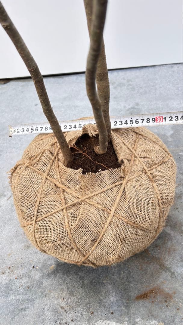 美しい樹形が魅力的 山採り ハイノキ 株立 712 樹高1.8m位 高級樹