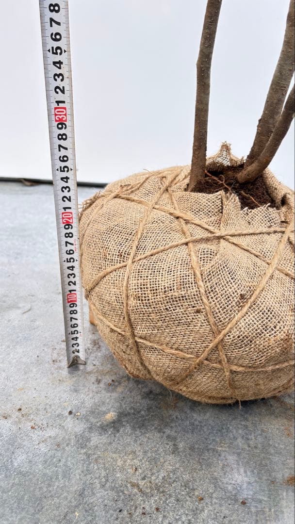 美しい樹形が魅力的 山採り ハイノキ 株立 712 樹高1.8m位 高級樹