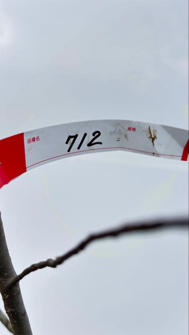 美しい樹形が魅力的 山採り ハイノキ 株立 712 樹高1.8m位 高級樹