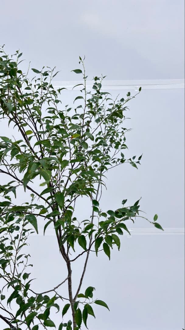 美しい樹形が魅力的 山採り ハイノキ 株立 712 樹高1.8m位 高級樹