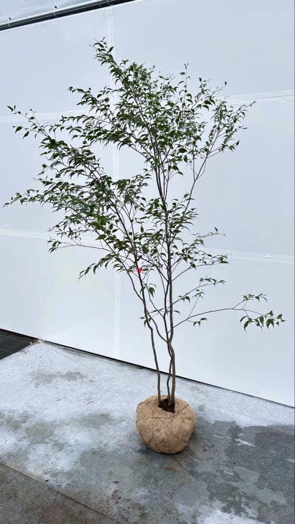 美しい樹形が魅力的 山採り ハイノキ 株立 712 樹高1.8m位 高級樹