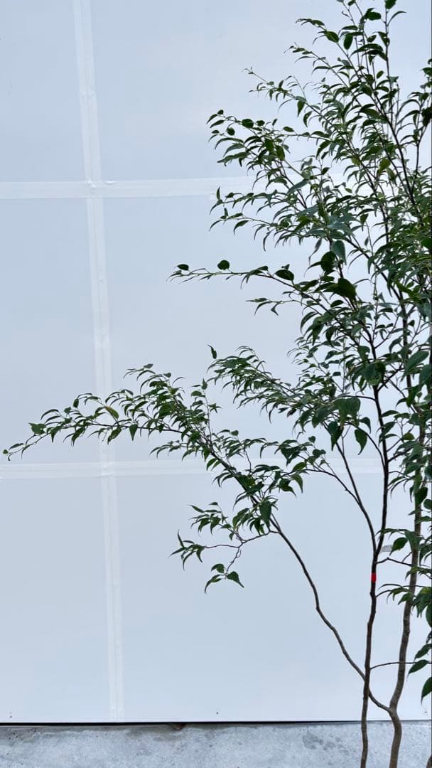 美しい樹形が魅力的 山採り ハイノキ 株立 712 樹高1.8m位 高級樹