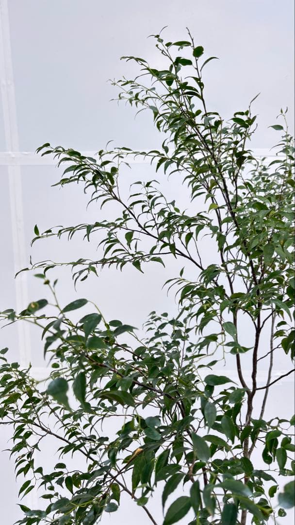 美しい樹形が魅力的 山採り ハイノキ 株立 712 樹高1.8m位 高級樹