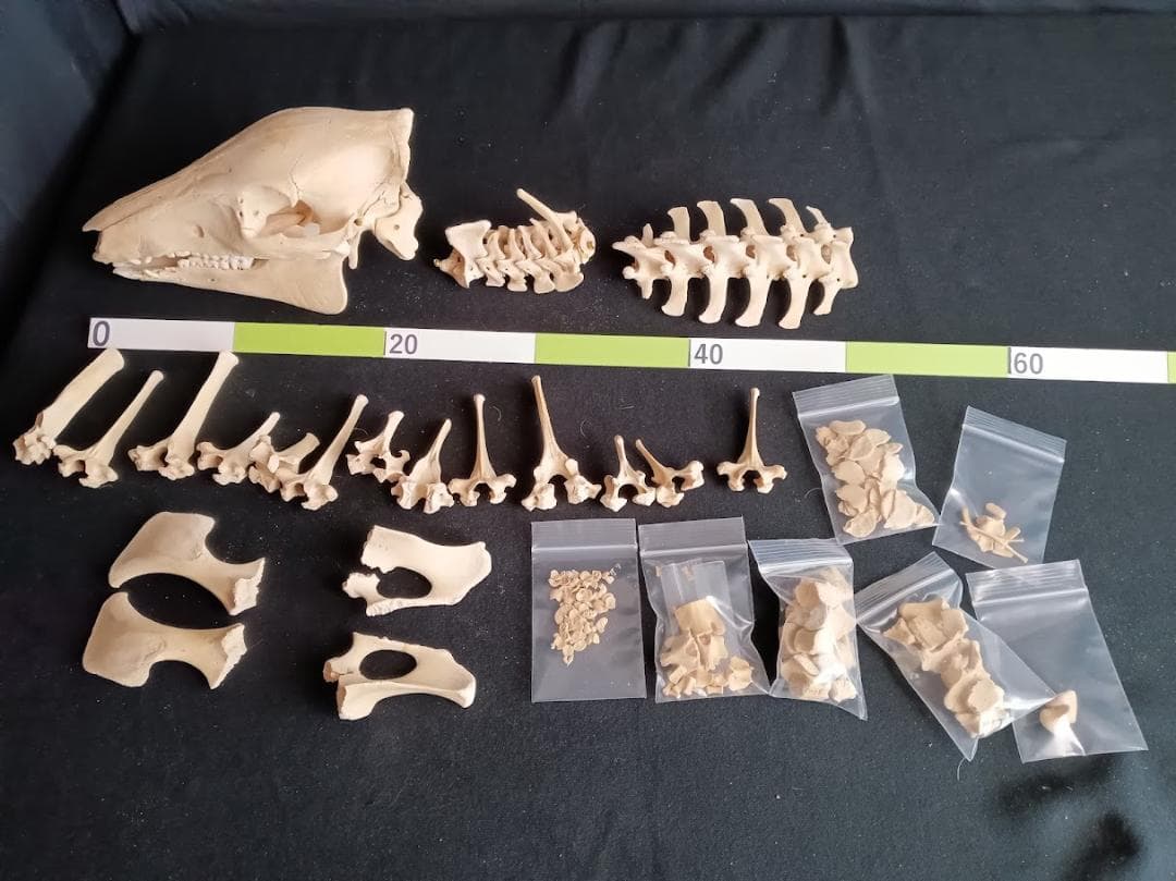 お買い得】種名イノシシ ♂ 25Kg 頭骨～尾椎 骨格標本 - メルカリ