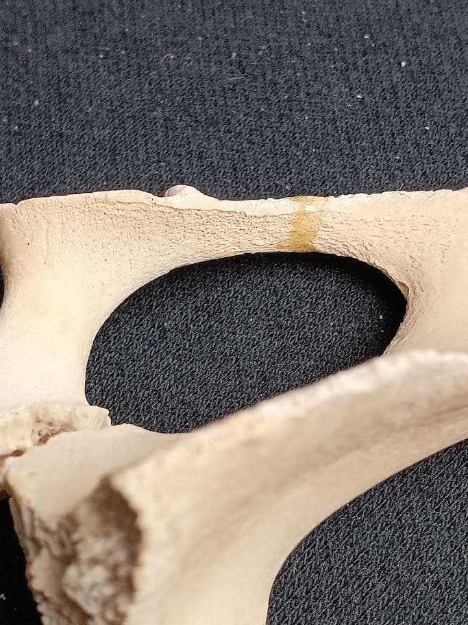 お買い得】種名イノシシ ♂ 25Kg 頭骨～尾椎 骨格標本 - メルカリ