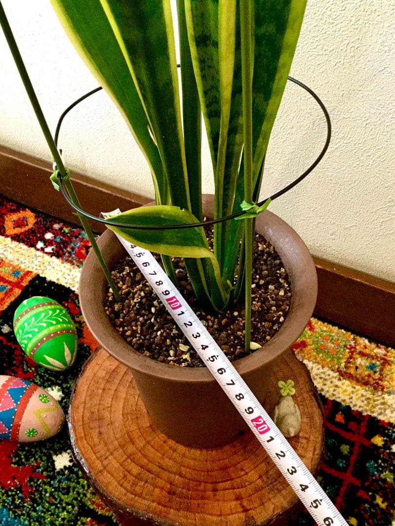 完売　希少大株【斑入りキキョウラン＊ディアネラ＊桔梗蘭】肉厚でお見事なストライプ