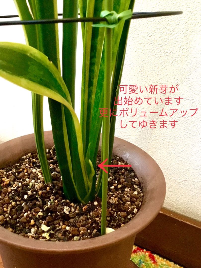 完売　希少大株【斑入りキキョウラン＊ディアネラ＊桔梗蘭】肉厚でお見事なストライプ