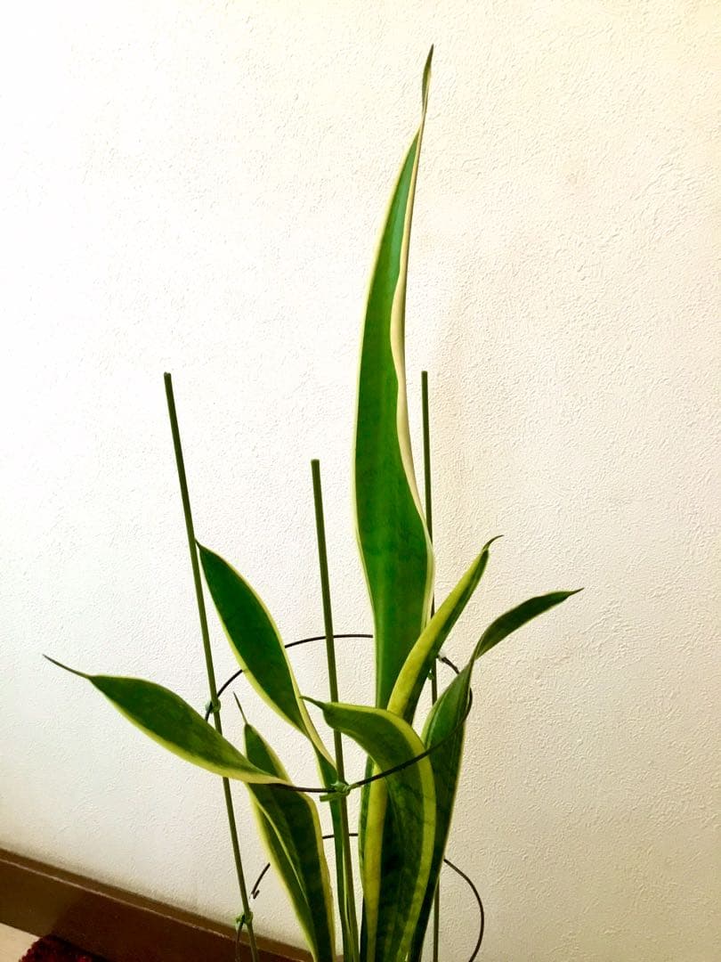 完売　希少大株【斑入りキキョウラン＊ディアネラ＊桔梗蘭】肉厚でお見事なストライプ