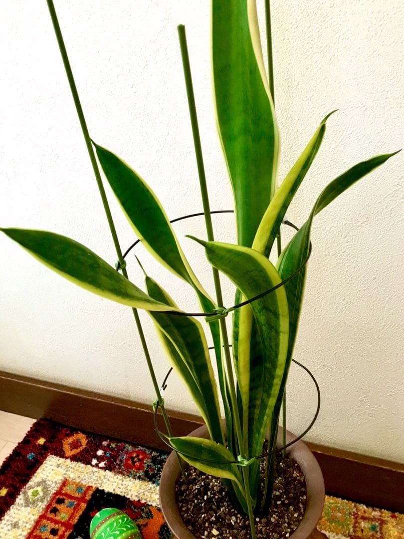 完売　希少大株【斑入りキキョウラン＊ディアネラ＊桔梗蘭】肉厚でお見事なストライプ