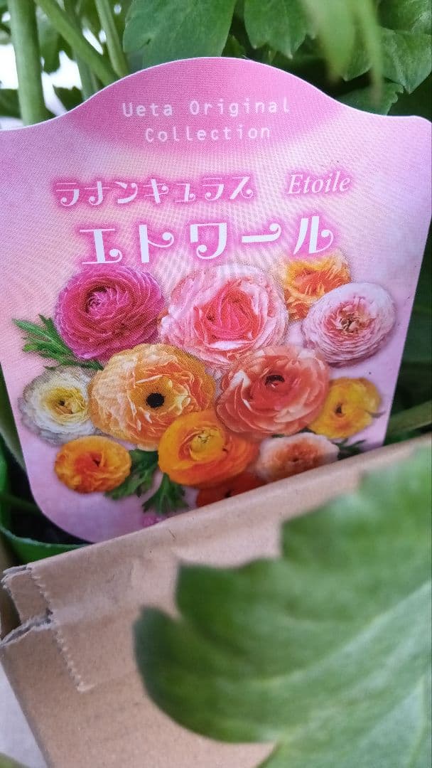 花苗うえたさん オリジナルラナンキュラス エトワール 3ポットセット