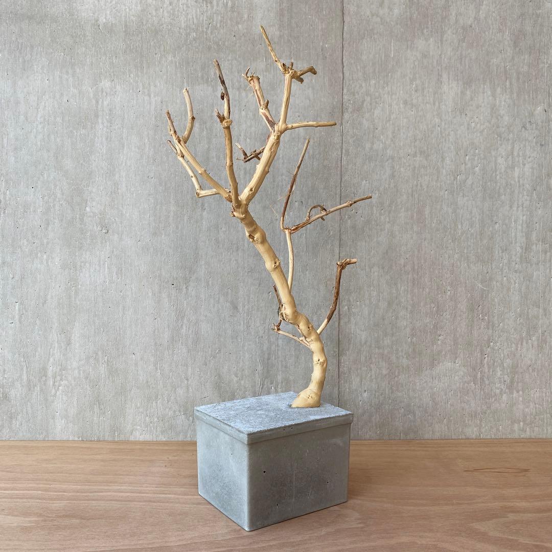 【コンクリート盆栽 流木オブジェ】 アート アクセサリー インテリア 爬虫類