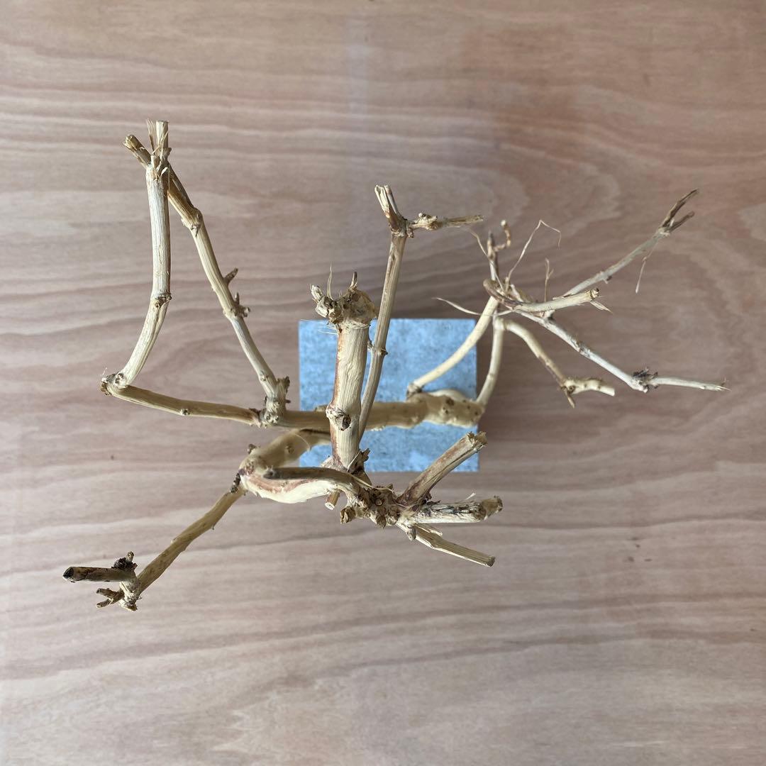 【コンクリート盆栽 流木オブジェ】 アート アクセサリー インテリア 爬虫類