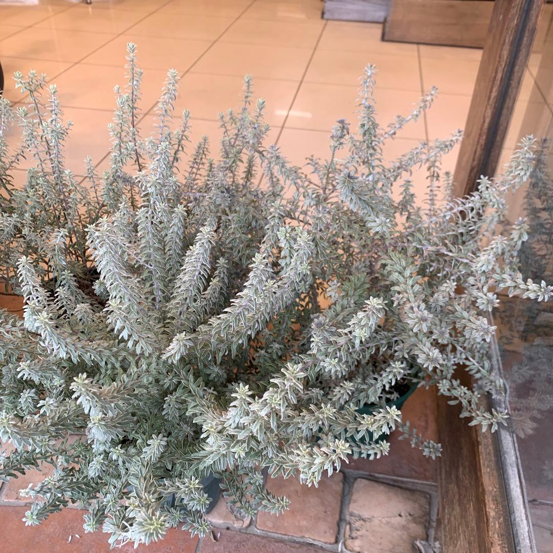 斑入り ウエストリンギア スモーキーホワイト 5個セット