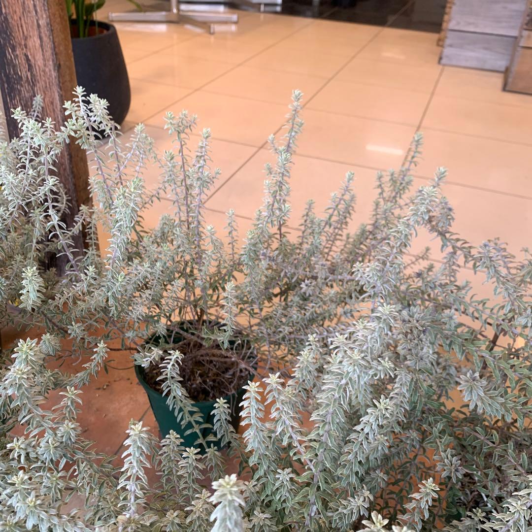 斑入り ウエストリンギア スモーキーホワイト 5個セット