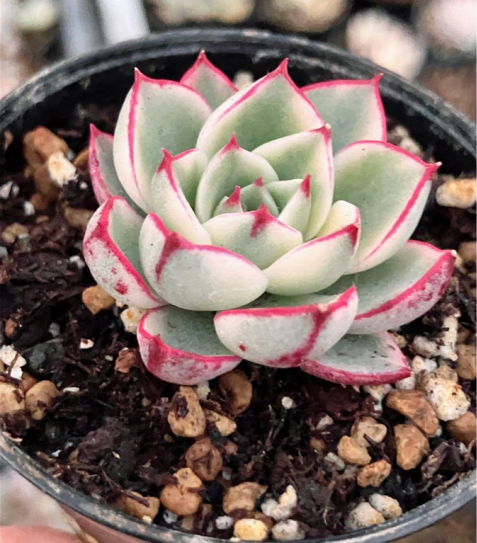 専用　多肉植物　デビー錦&リラシナ錦&ヘラ色錦&ロンギシマ覆輪錦