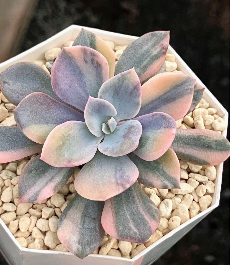 専用　多肉植物　デビー錦&リラシナ錦&ヘラ色錦&ロンギシマ覆輪錦