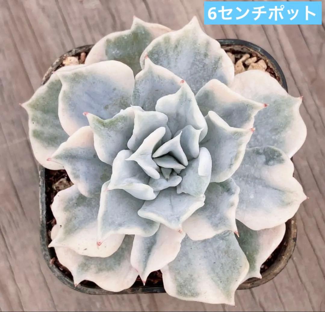 専用　多肉植物　デビー錦&リラシナ錦&ヘラ色錦&ロンギシマ覆輪錦