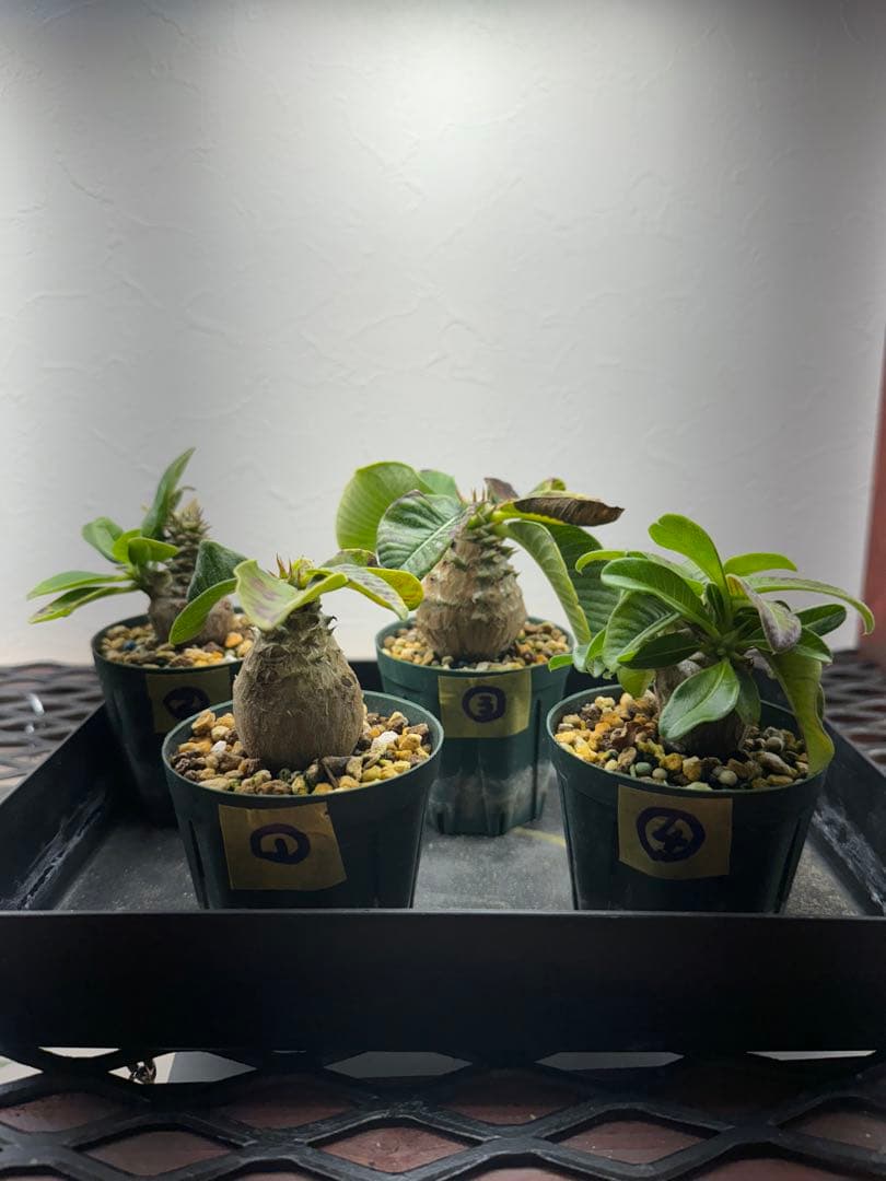 チガヤのフライングボール ボールリース 河原母子