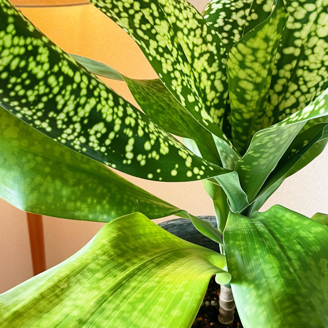 【希少！ほぼ流通なし 星屑のような斑点★】ドラセナ ドラセナ JTスターダスト