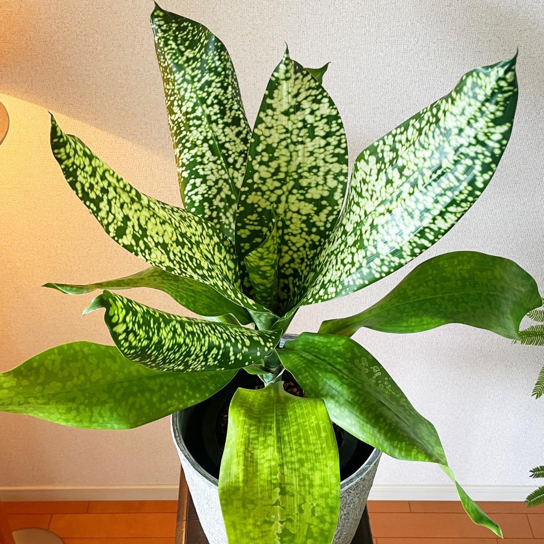 【希少！ほぼ流通なし 星屑のような斑点★】ドラセナ ドラセナ JTスターダスト